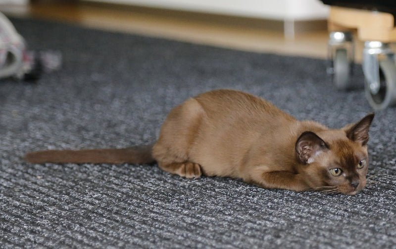 Burmese Cat - A Curious Story