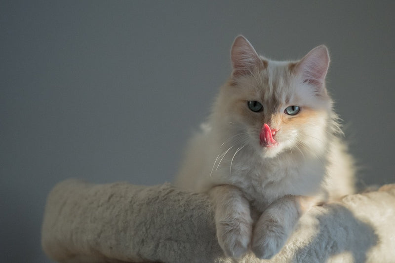 Birman Cat - The Sacred Cat of Burma