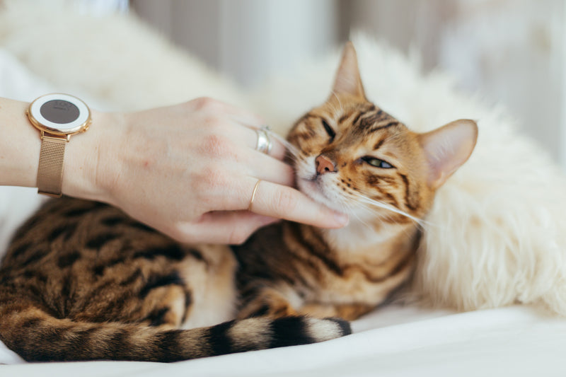 We are giving away hundreds of FREE Cat DNA Tests in July!