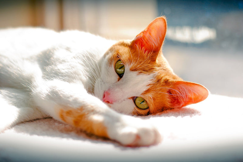 Japanese Bobtail - The Lucky Pom-Pom Cat