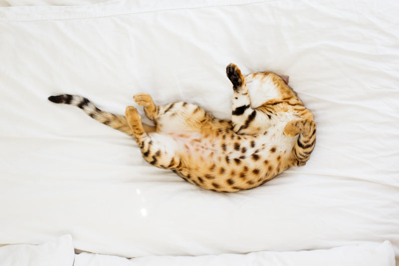 Catnip: Does It Really Make Your Cat