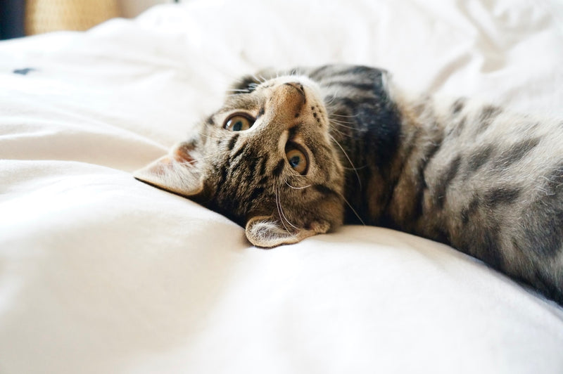 Kitten care: Umbilical Hernia