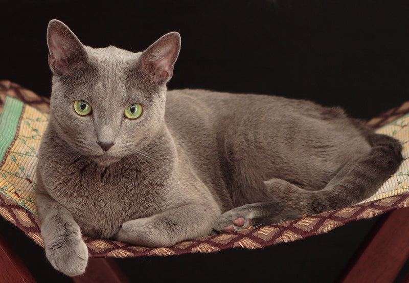 Russian Blue - Meet The Archangel Cat