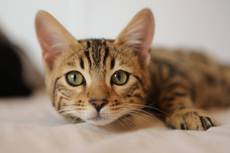 Basepaws Wild Cat Index: What Kind of Wild Is Your Cat?