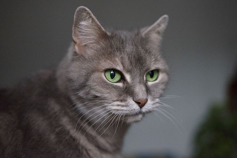 Basepaws Health Report: List of Genetic Conditions