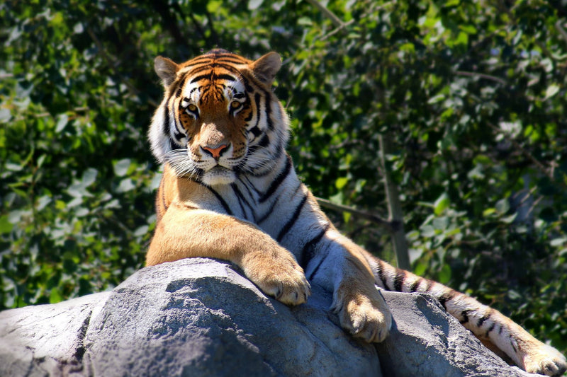 About The Wild Cat Index