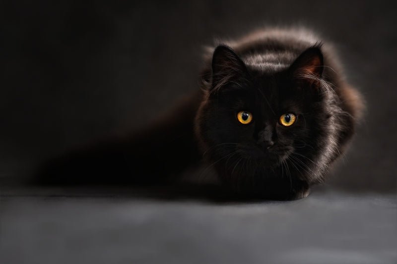 Feline Melanism: Adaptive and Evolutionary Significance