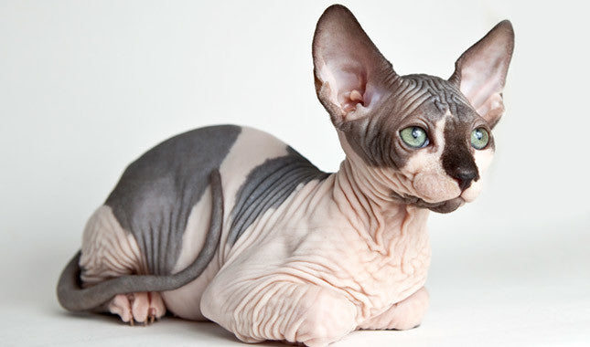 The Sphynx Cat - The Purrfect Not-So-Furry Companion