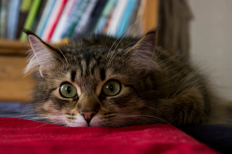 Siberian Forest Cat - The Mystically Luscious Breed