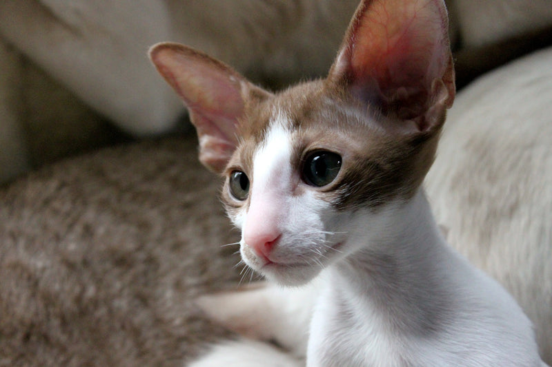 Oriental Shorthair a.k.a. Ornament