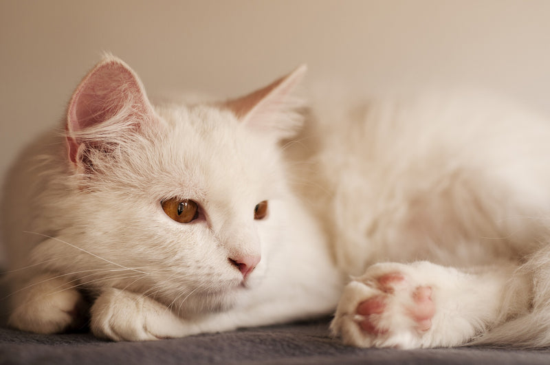 Turkish Angora - The Story of The Ancient Breed