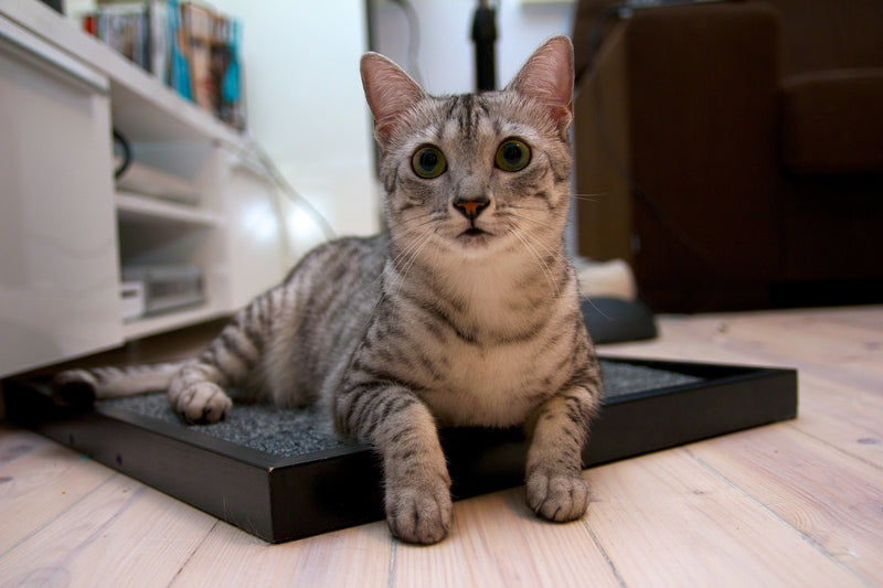 Egyptian Mau -  The Elite Athlete of the Cat World