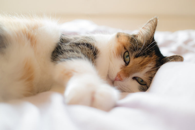 Top 10 Most Affectionate Cat Companions