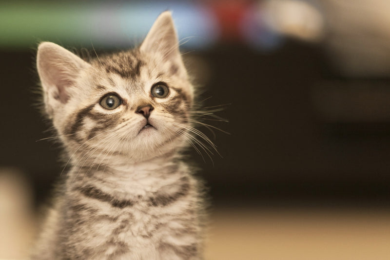 American Shorthair