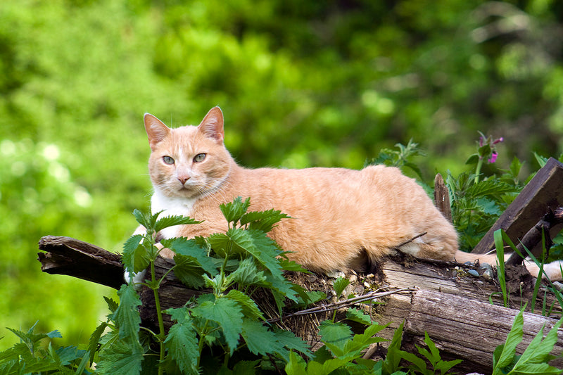 Caring For Senior Cats