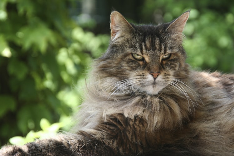 Maine Coon - Meet The Gentle Giant