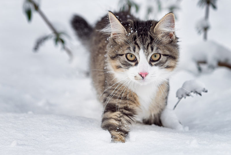 Norwegian Forest Cat - Mystic Wildcat Of The Fairy Tales