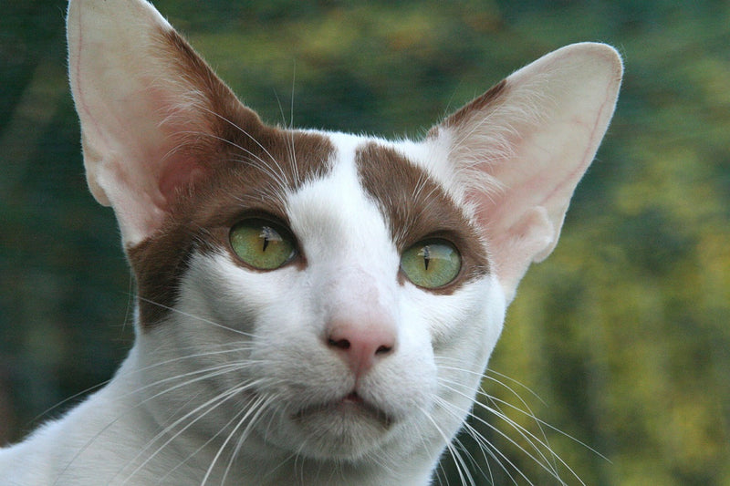 Peterbald - A Charmingly Fur-less Breed