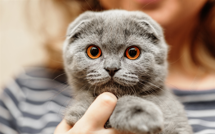 Scottish Fold - The Floppy Darlings