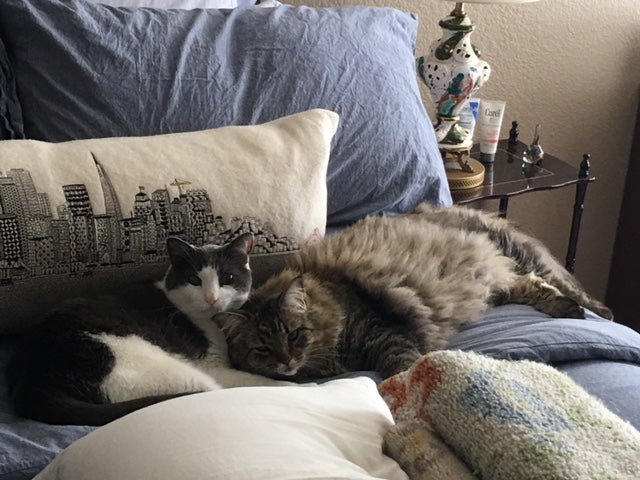 Basepaws Cat Story: Meet Shelby