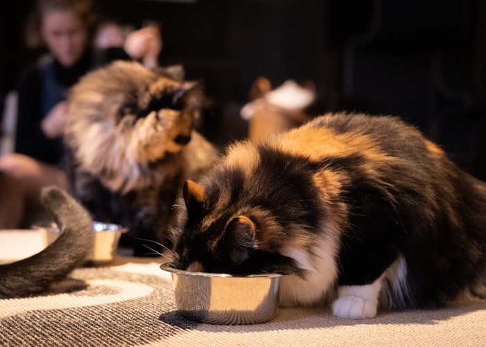 Personalized Diet For Cats: Myth Or Reality?