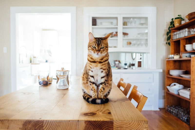 Cat Nutrition and Weight Management