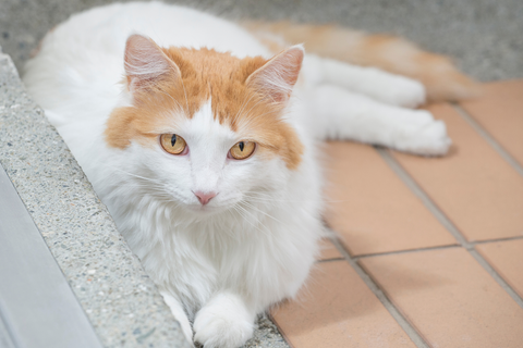 The Turkish Van – The Rare and Ancient