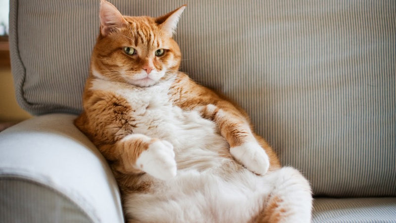 Overweight and Obesity in Cats