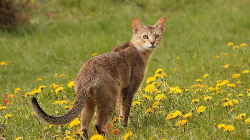 The Chausie Cat - A Meow and a Roar