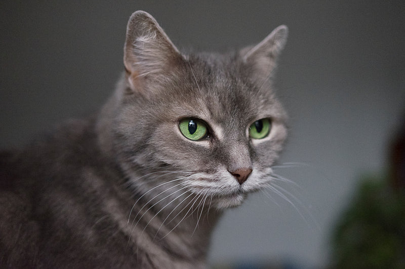 Basepaws Health Report: List of Genetic Conditions