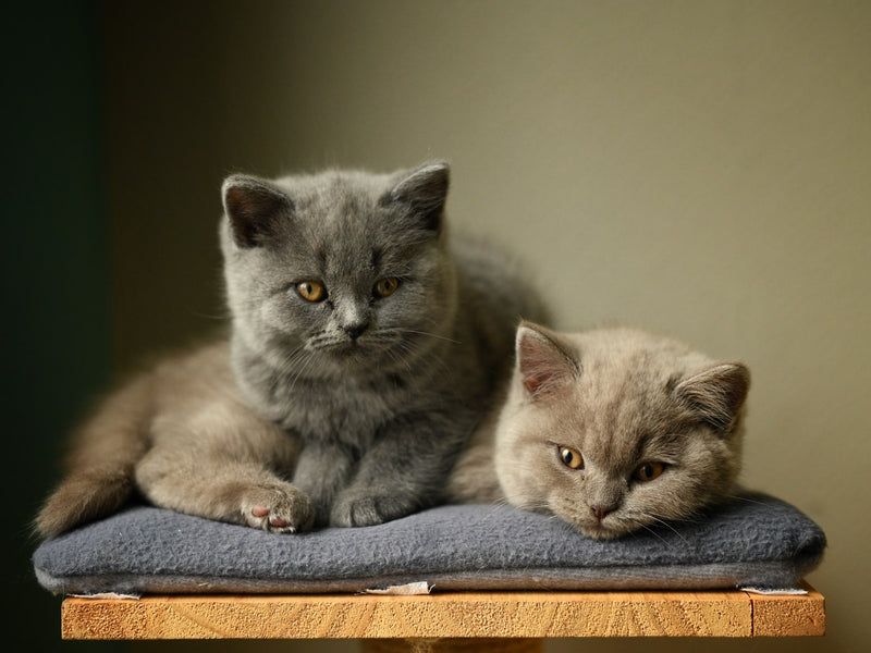 British Shorthair: The Cheshire Cat