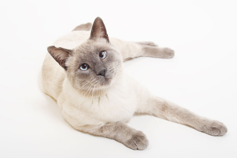 Siamese - The Royal of The Cat World