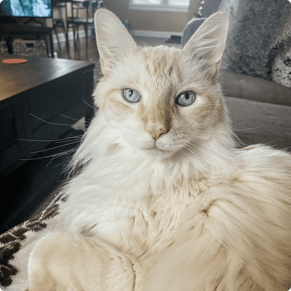 How Basepaws Dental Health Test Saved This Cat’s Life.