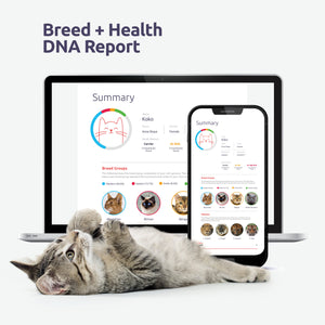 Upgrade - Basepaws Breed + Health DNA Test